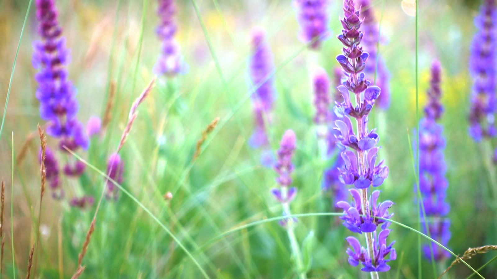 A white toll booth standing alone in a lavender field at dawn
